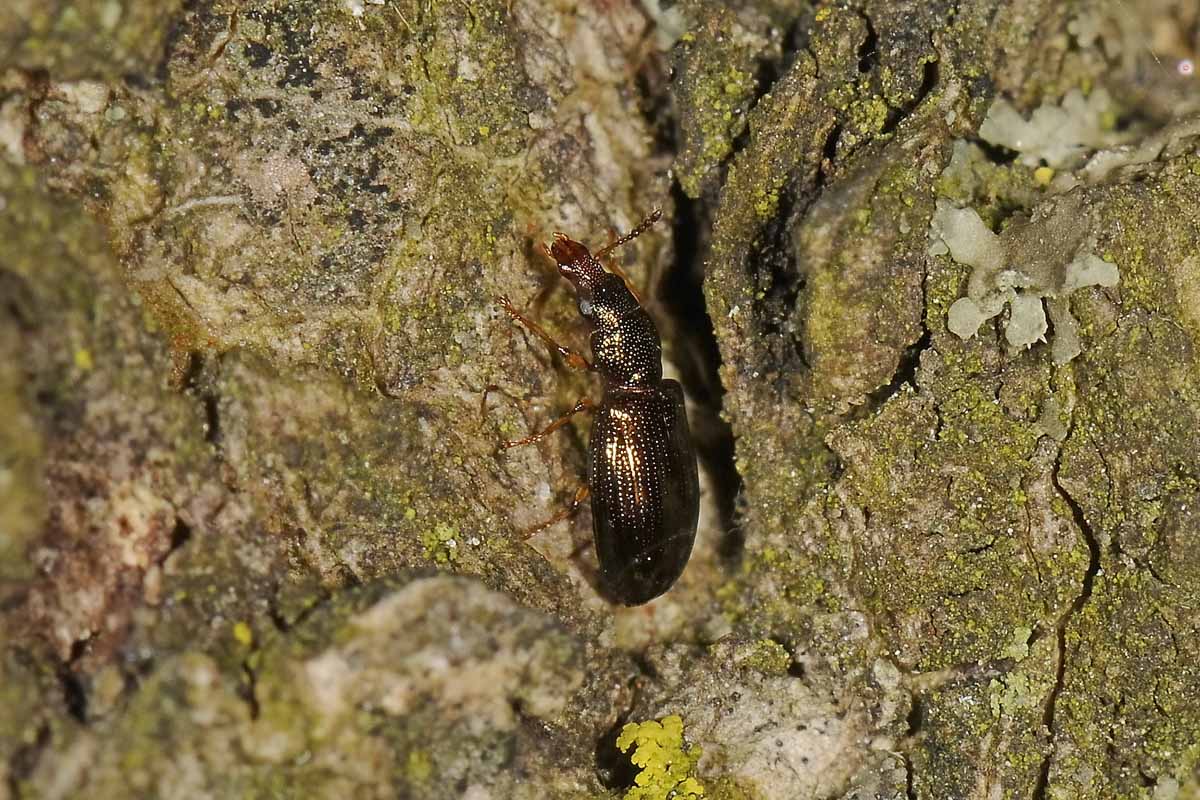 Salpingidae: Salpingus planirostris?  S !